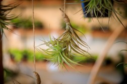 Tillandsia air plant