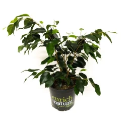 Ficus Danielle