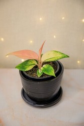 Aglaonema "Favonian"