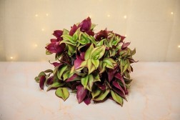 Tradescantia "Zebrina"