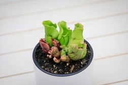 Sarracenia Purpurea "Purple Pitcher"