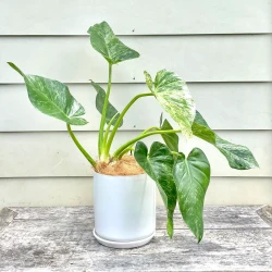 Philodendron Blizzard