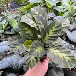 Calathea Misto