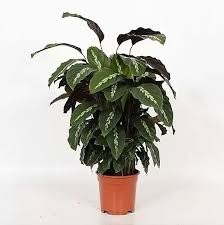 Calathea Mauiqueen