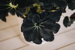 Begonia "Black Mamba"