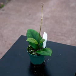 Hoya fungii