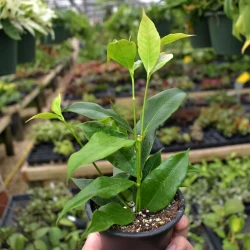 Hoya Odorata