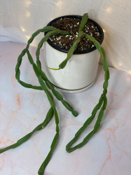 Rhipsalis Paradoxa - Chain Cactus