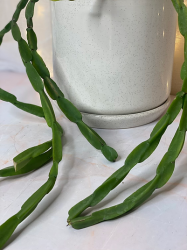 Rhipsalis Paradoxa - Chain Cactus