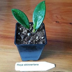 Hoya Skinneriana