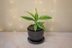 Aglaonema "Jade"