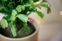 Schlumbergera truncatus "Thanksgiving Cactus"