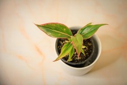 Aglaonema "Siam Aurora"