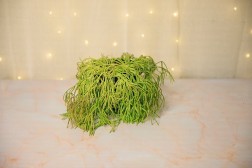 Rhipsalis capilliformis "old man's beard cactus"