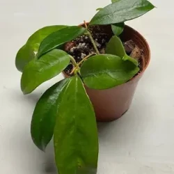 Hoya arnottiana