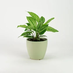 Calathea Vittata