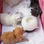 Bite-Resistant Simulation Baby Pet Feeding Bowl