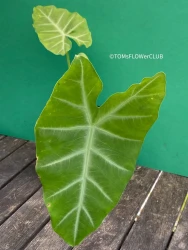 Alocasia cadieri