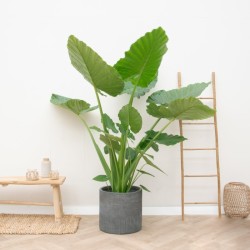 Alocasia macrorrhizos