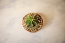 Bishop’s Cap Cactus "Astrophytum myriostigma"