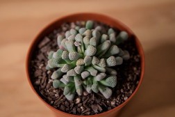 Titanopsis Schwantesii