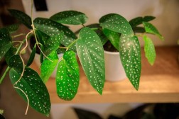 Begonia X corallina 'angel wing begonia'