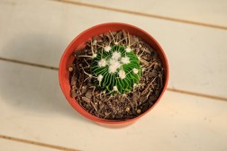 Brain Cactus - Stenocactus multicostatus