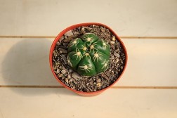 Spider Cactus - Gymnocalycium Denudatum