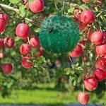 Hanging Environmental Fruit Fly Traps Sticky Traps