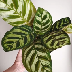 Calathea makoyana