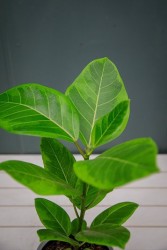 Ficus Altissima "Yellow Gem"