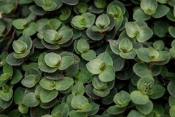 Callisia repens - Green Bubbles