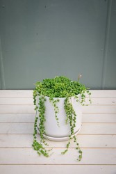 String of pearls