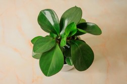 Peperomia Obtusifolia "Red Edge"