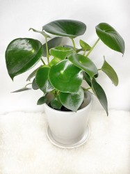 Peperomia Polybotrya