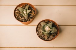 Star rock cactus (Ariocarpus retusus)