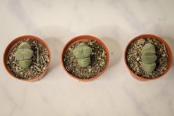 Split rock succulent (Pleiospilos nelii)