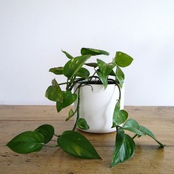 Ivy Baskets