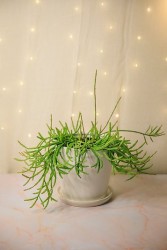 Rhipsalis paradoxa cactus