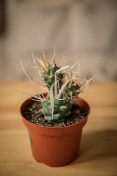 Paper Spine Cactus (Tephrocactus articulatus var. papyracanthus)