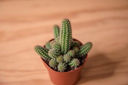 Peanut Cactus (Echinopsis chamaecereus)