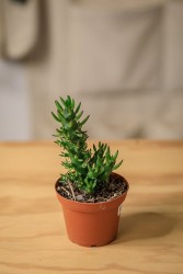 Eve's Needle Cactus (Austrocylindropuntia subulata)