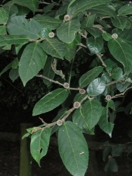 Ficus coronata