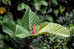 Ficus dammaropsis – Dinner Plate Fig