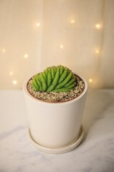 Crested San Pedro Cactus (Trichocereus pachanoi)