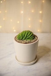 Crested San Pedro Cactus (Trichocereus pachanoi)