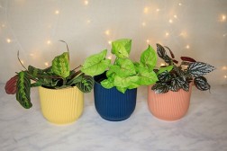 Elho Vibes Planter