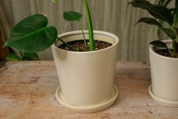 Classic Planter with Saucer